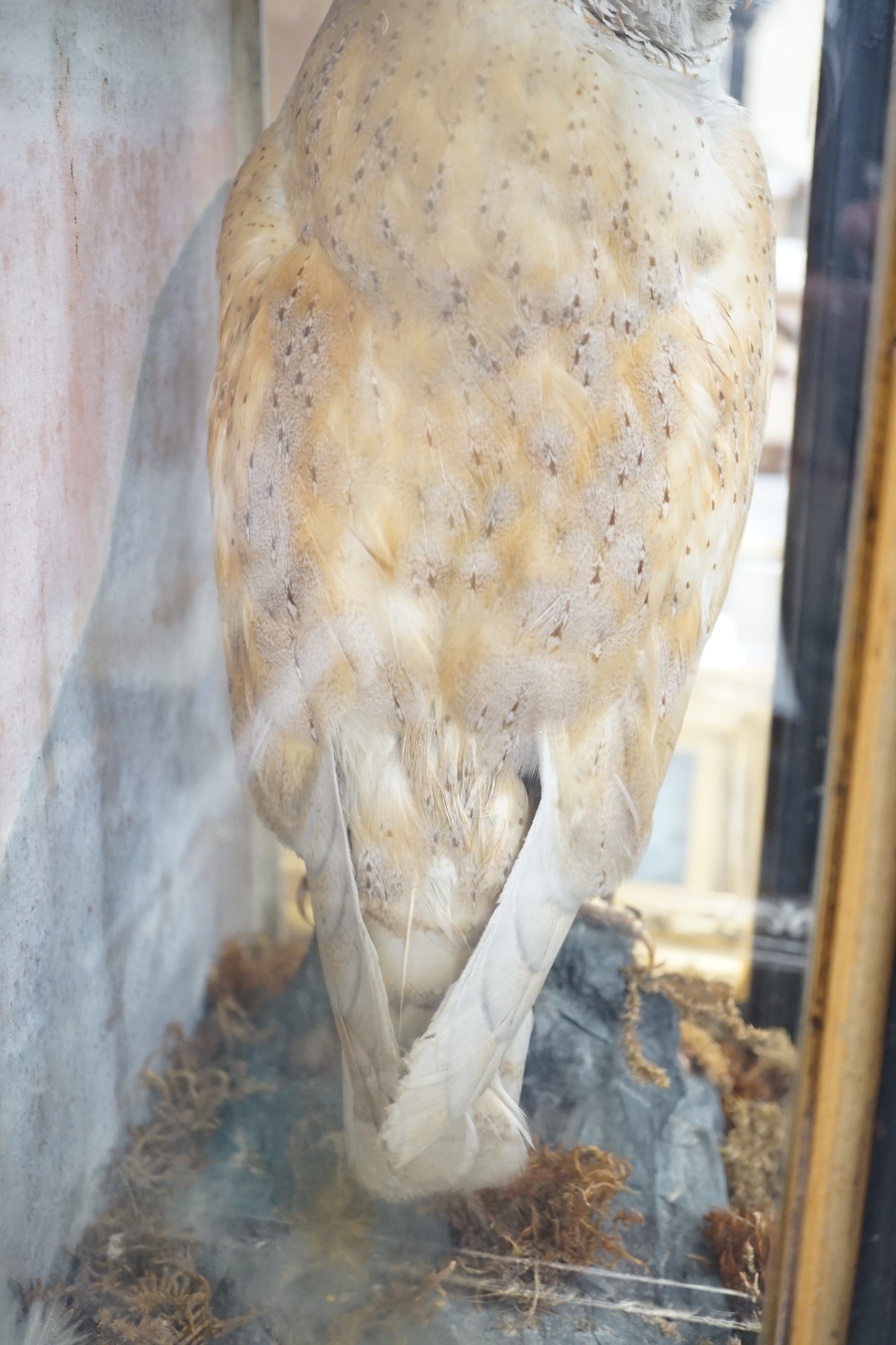 A Victorian cased taxidermy barn owl, 48cm